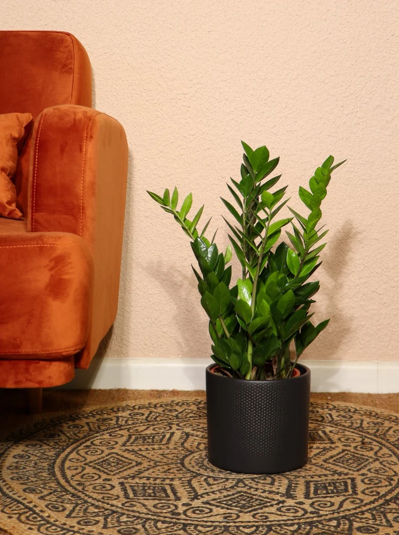 Zamioculcas (Glücksfeder) (M)
