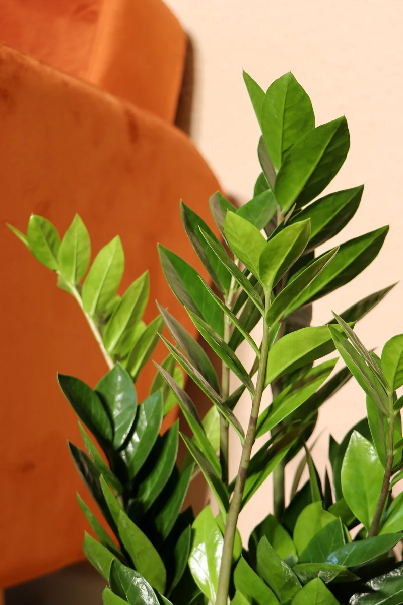 Zamioculcas (Glücksfeder) (M)