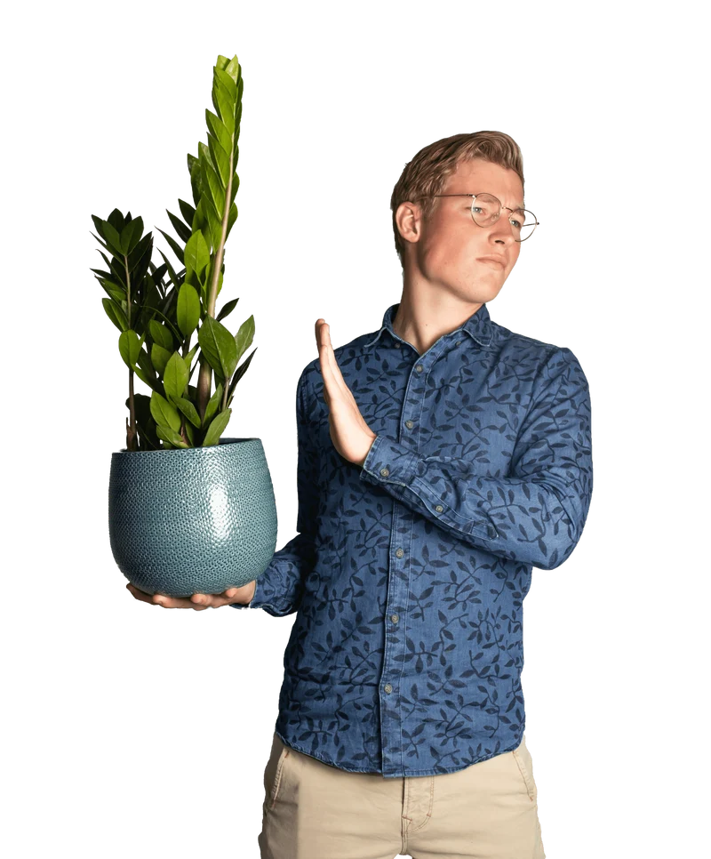 Zamioculcas (Glücksfeder) (M)