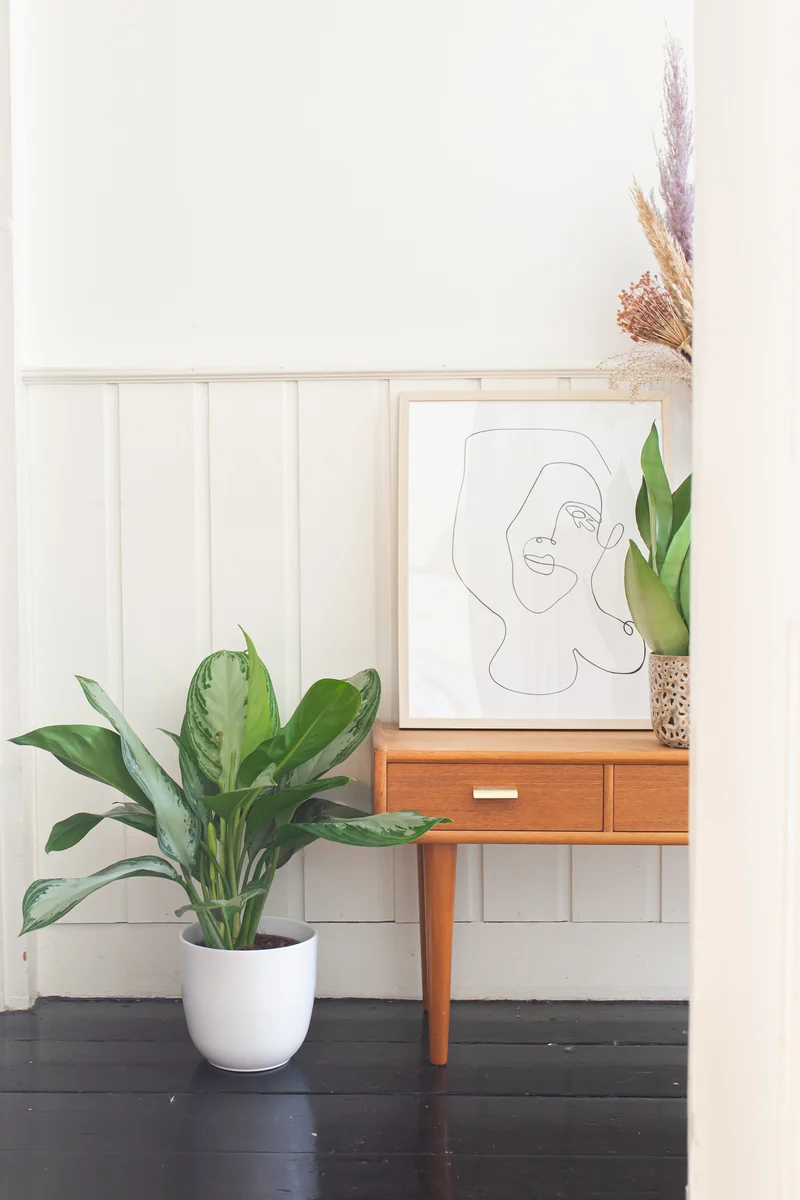 Aglaonema silverbay (Kolbenfaden) (M)