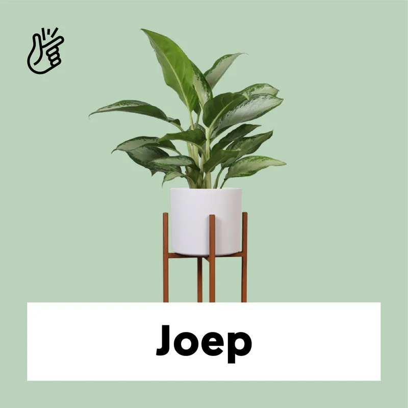 Aglaonema silverbay (Kolbenfaden) (M)