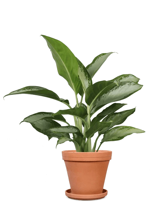 Aglaonema silverbay (Kolbenfaden) (M)