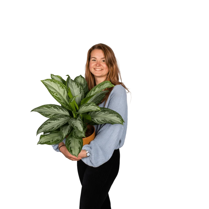 Aglaonema silverbay (Kolbenfaden) (M)
