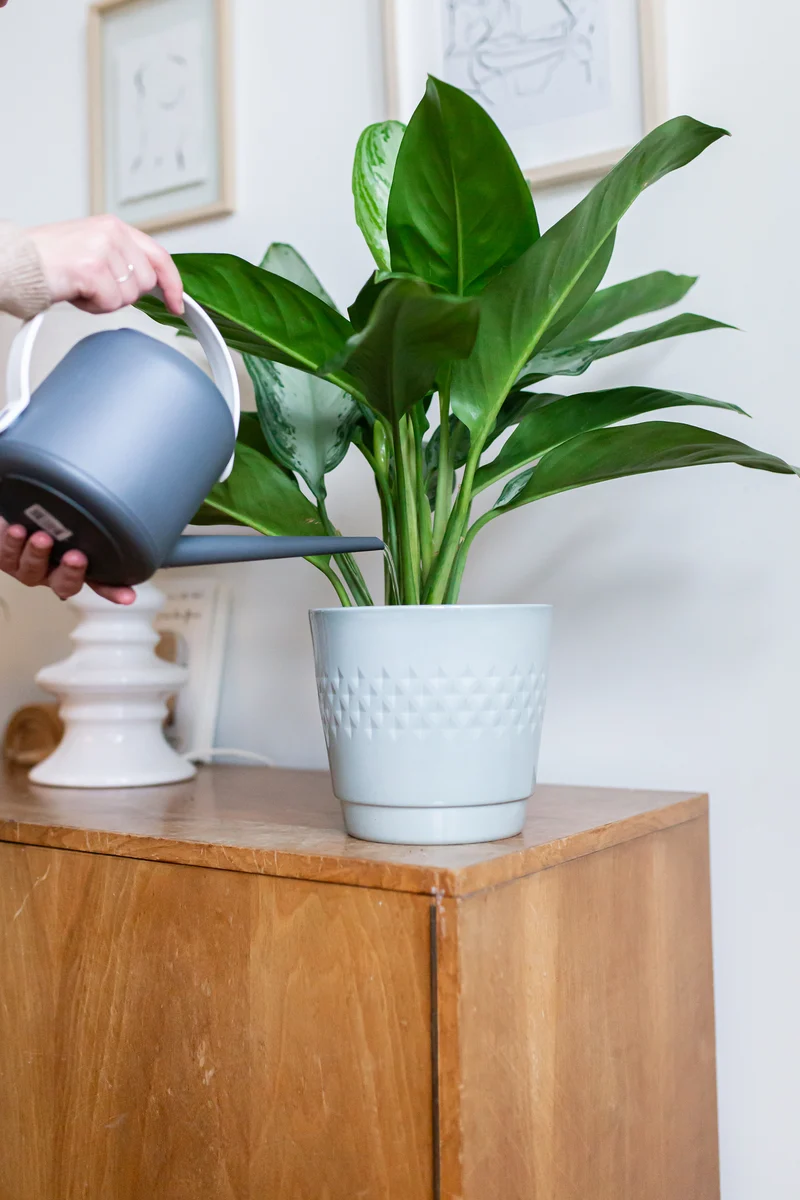 Aglaonema silverbay (Kolbenfaden) (M)