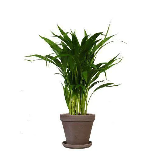 Areca Palme (Goldfruchtpalme) (M)
