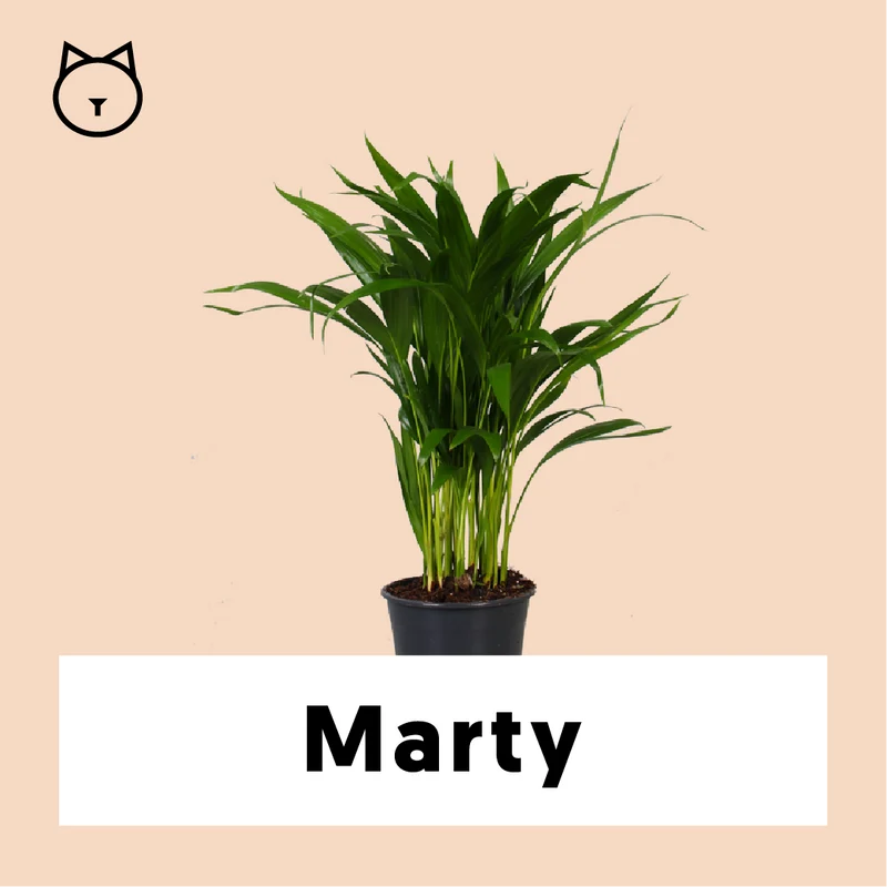 Areca Palme (Goldfruchtpalme) (M)