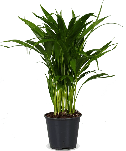 Areca Palme (Goldfruchtpalme) (M)
