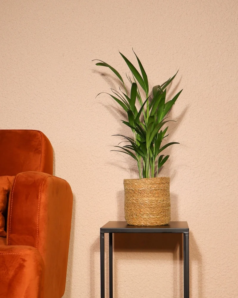 Areca Palme (Goldfruchtpalme) (M)