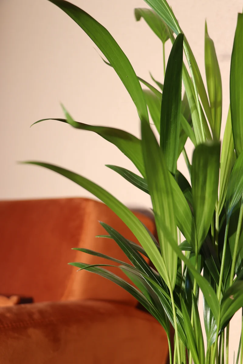 Areca Palme (Goldfruchtpalme) (M)