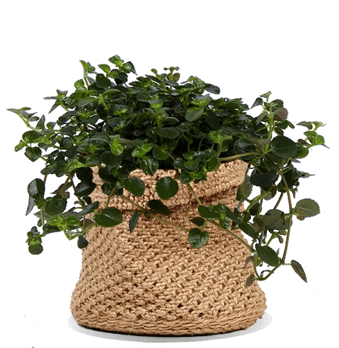 Pilea depressa (Kanonierblume) (S)