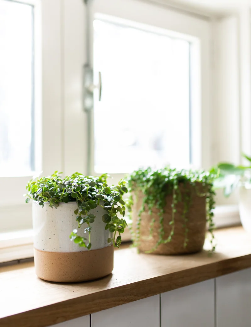 Pilea depressa (Kanonierblume) (S)