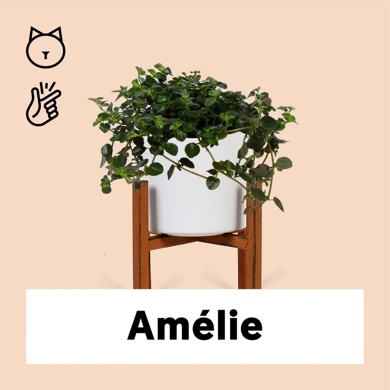Pilea depressa (Kanonierblume) (S)