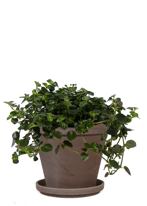 Pilea depressa (Kanonierblume) (S)