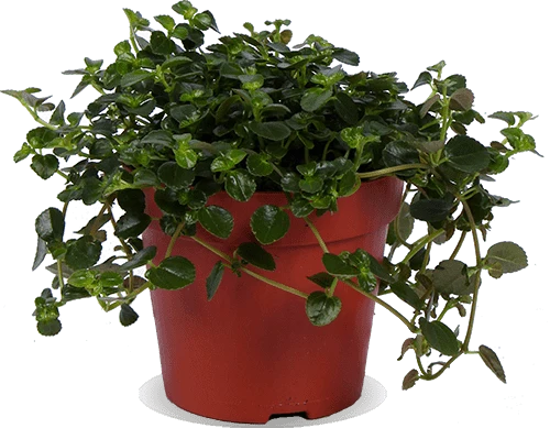 Pilea depressa (Kanonierblume) (S)
