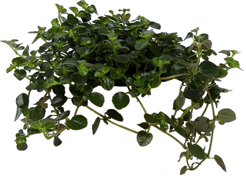 Pilea depressa (Kanonierblume) (S)