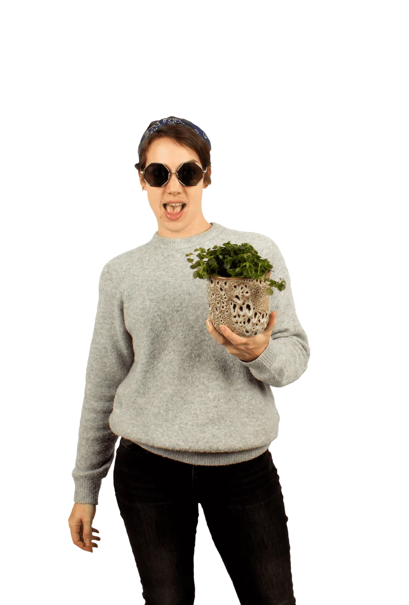 Pilea depressa (Kanonierblume) (S)