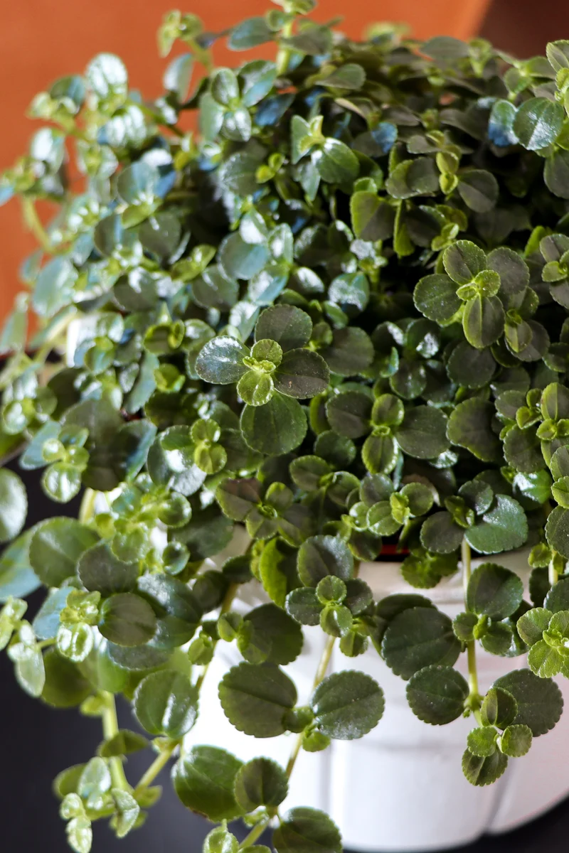 Pilea depressa (Kanonierblume) (S)
