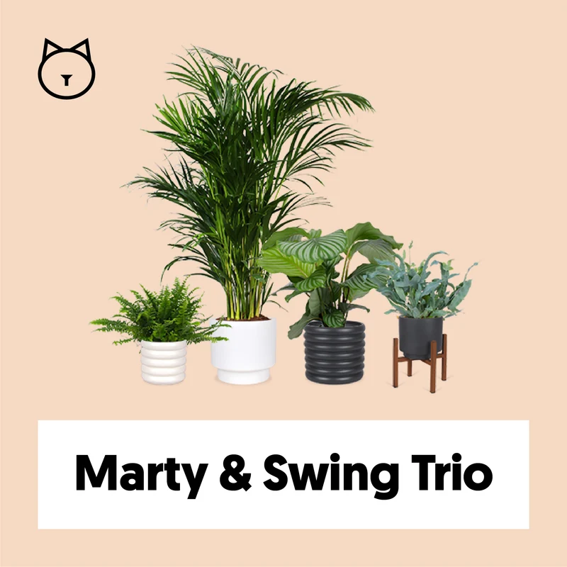 Marty die Palme & das Swing Trio