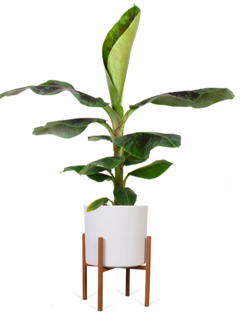 Musa dwarf cavendish (Bananenpflanze) (M)