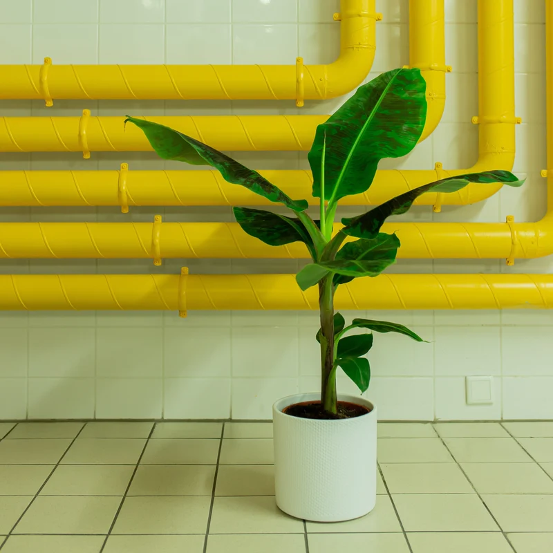 Musa dwarf cavendish (Bananenpflanze) (M)