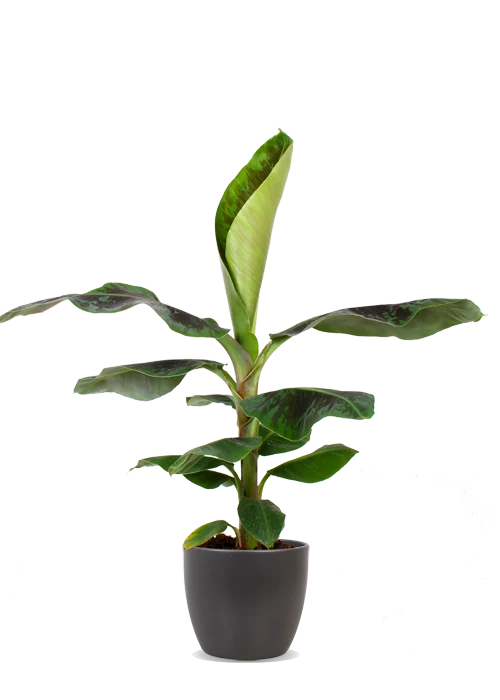 Musa dwarf cavendish (Bananenpflanze) (M)