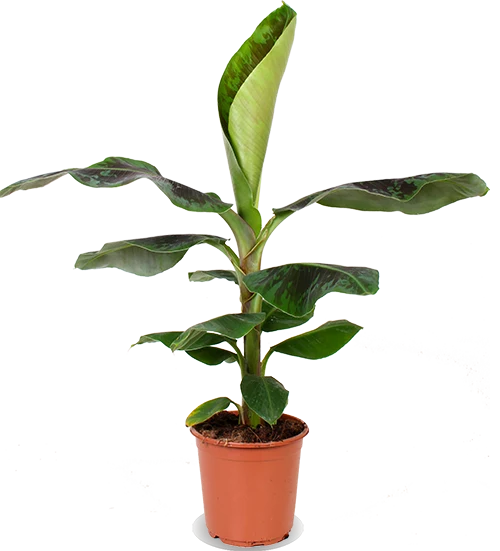 Musa dwarf cavendish (Bananenpflanze) (M)