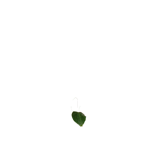 Musa dwarf cavendish (Bananenpflanze) (M)