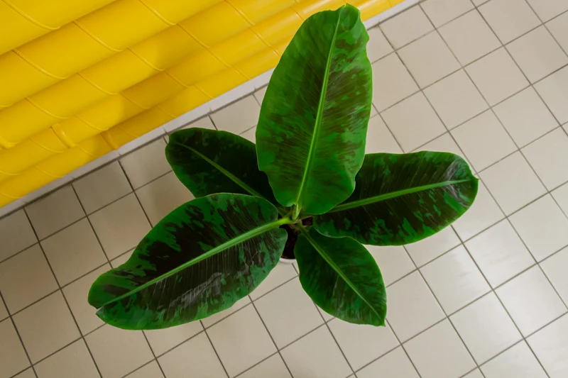 Musa dwarf cavendish (Bananenpflanze) (M)