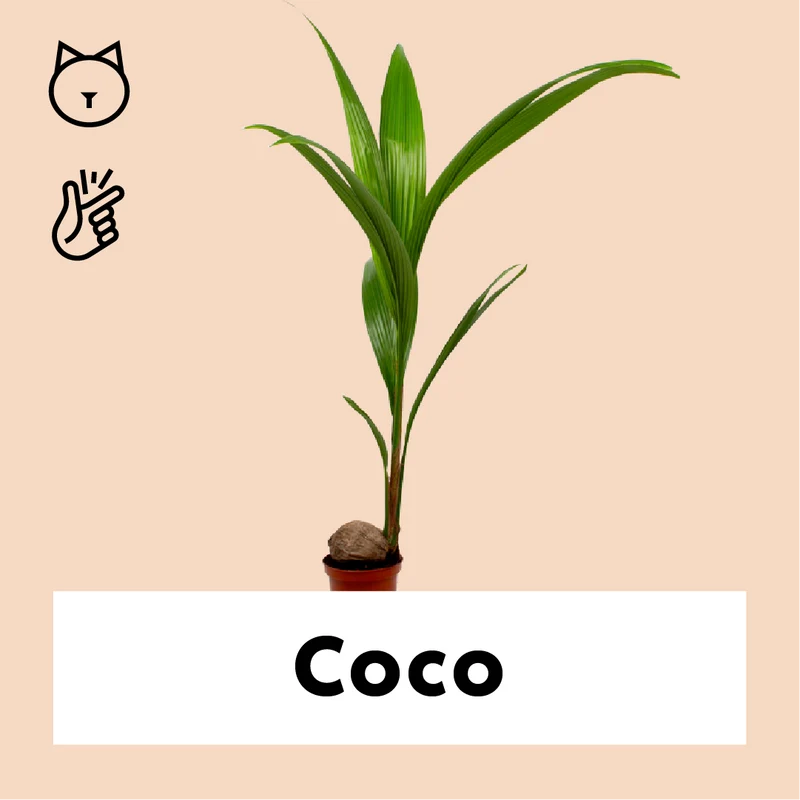 Cocos nucifera (Kokospalme) (L)