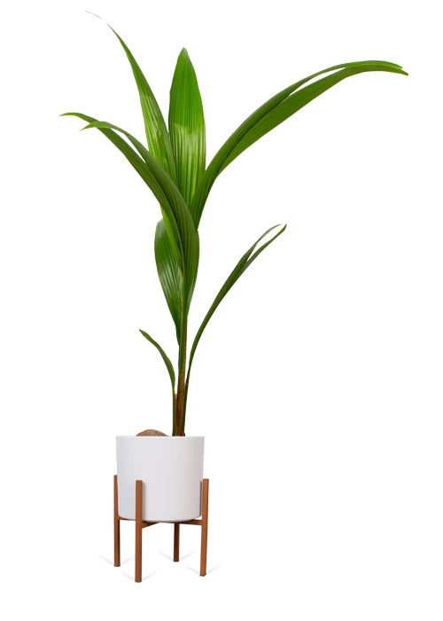 Cocos nucifera (Kokospalme) (L)