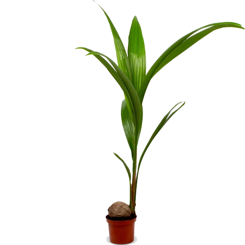 Cocos nucifera (Kokospalme) (L)