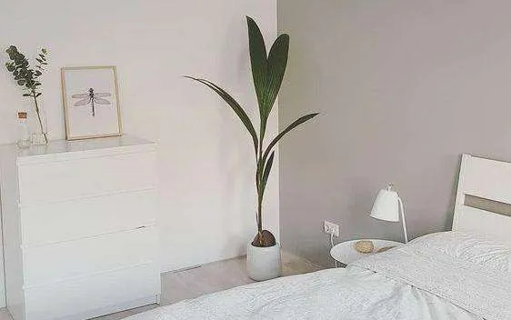 Cocos nucifera (Kokospalme) (L)