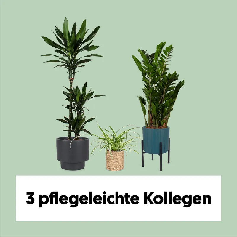 3 Pflegeleichte Kollegen