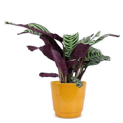 Ctenanthe burle-marxii (S)