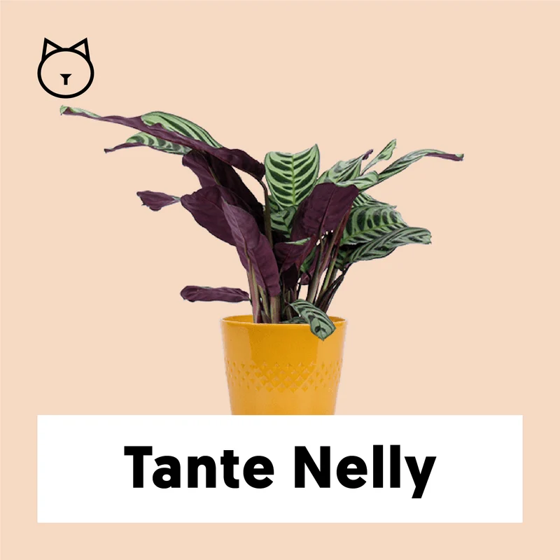 Ctenanthe burle-marxii (S)