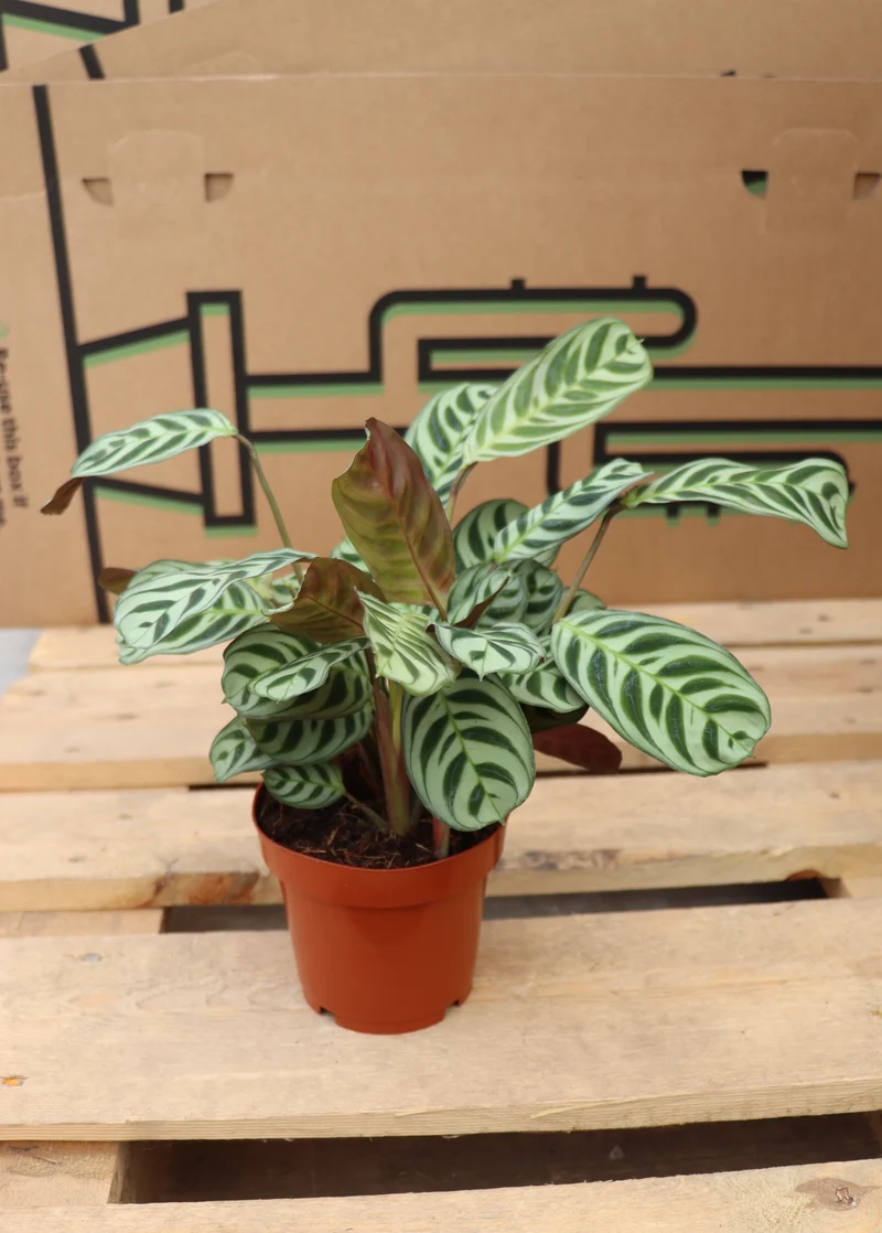 Ctenanthe burle-marxii (S)