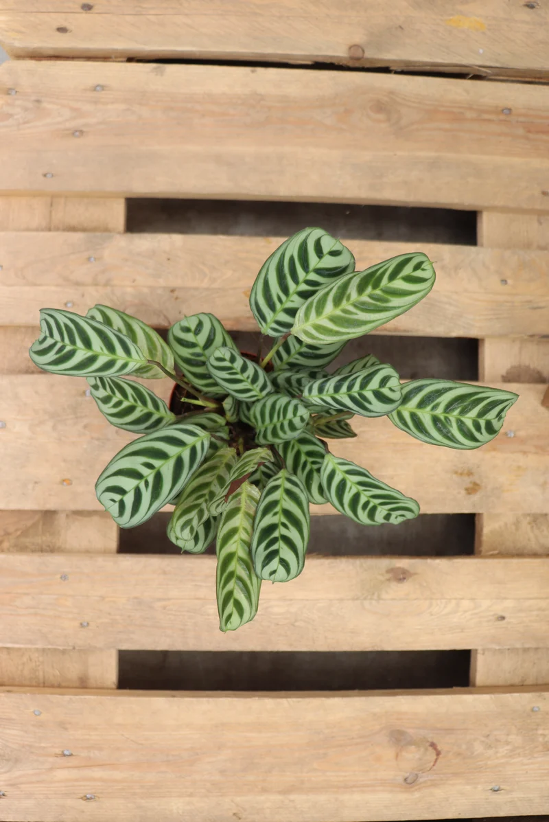 Ctenanthe burle-marxii (S)