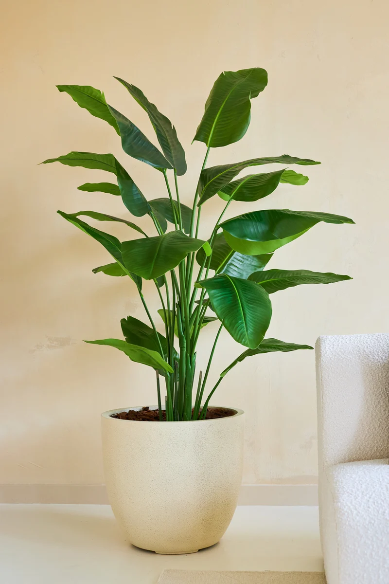 Kunstplant Strelitzia Real Touch Deluxe 180 cm
