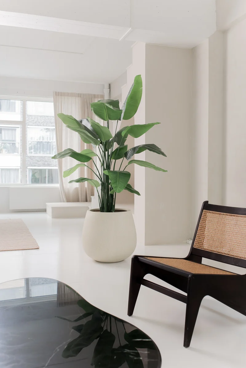 Kunstplant Strelitzia Real Touch Deluxe 180 cm
