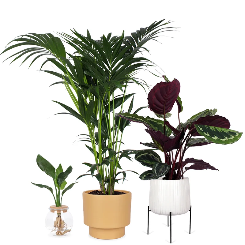 Die Wohnzimmer Könige