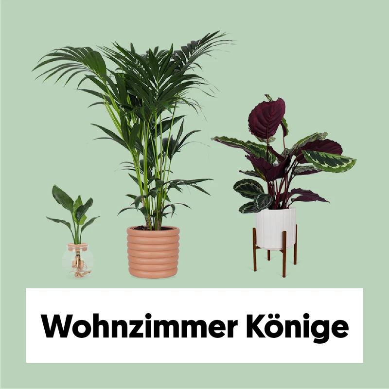 Die Wohnzimmer Könige