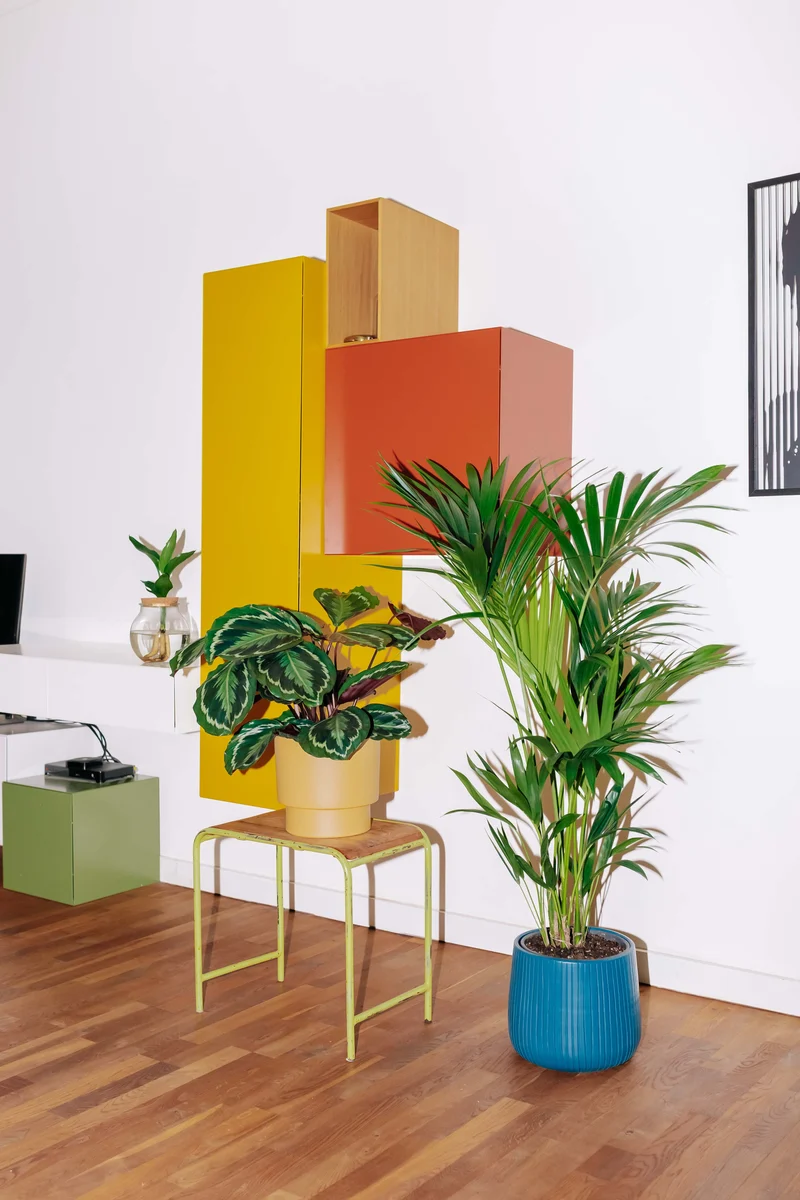 Die Wohnzimmer Könige
