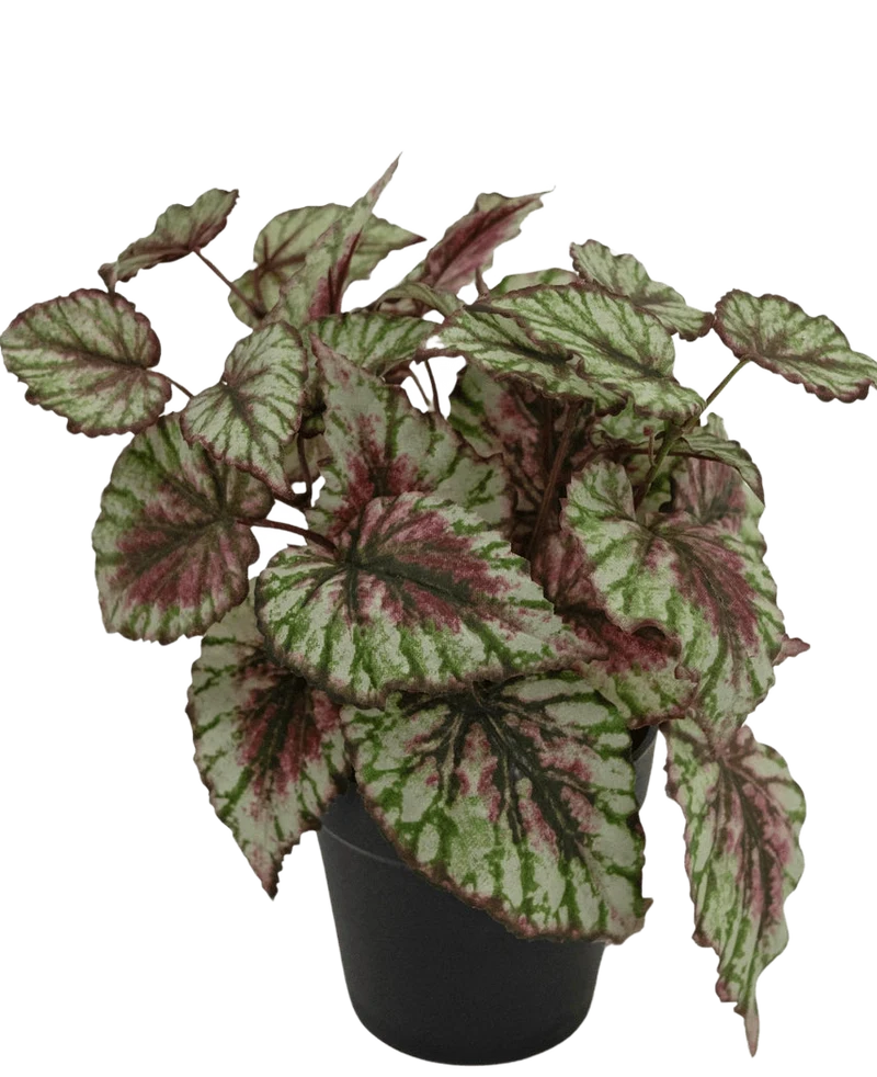 Kunstpflanze Begonie im Topf 25cm