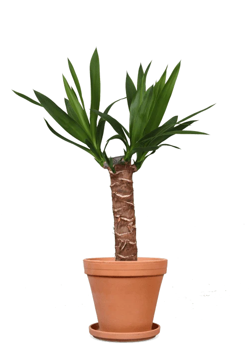 Yucca (Palmlilie) (S)