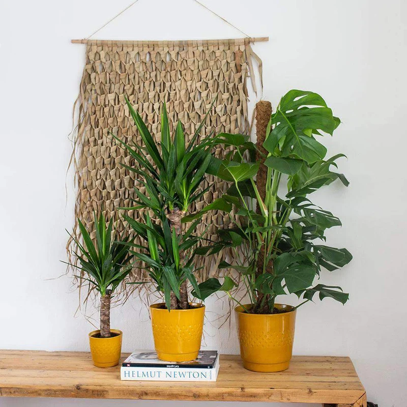 Yucca (Palmlilie) (S)