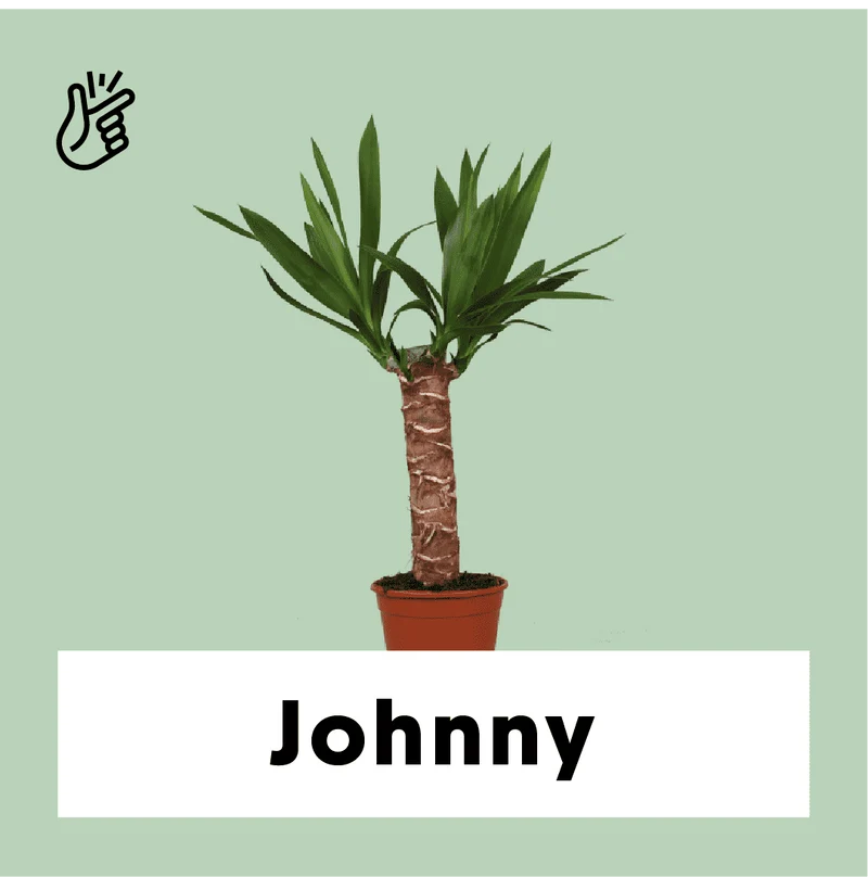 Yucca (Palmlilie) (S)