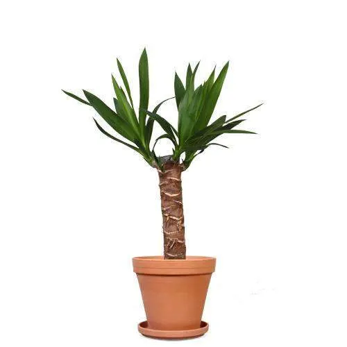 Yucca (Palmlilie) (S)