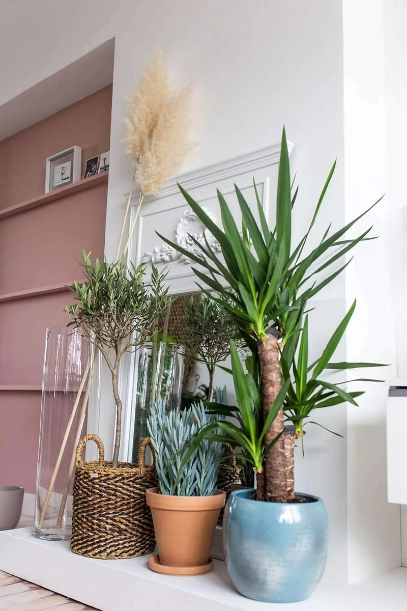 Yucca (Palmlilie) (S)