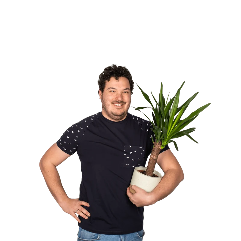 Yucca (Palmlilie) (S)