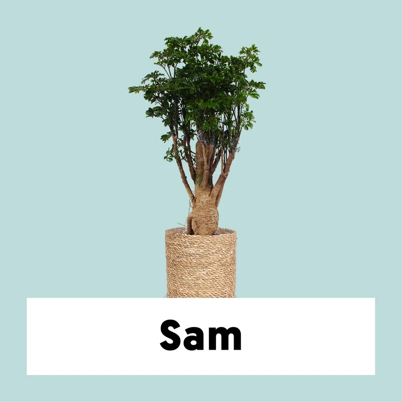 Polyscias parsley bonsai (Fiederaralie) (M)